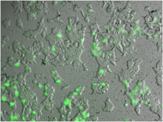 Fluorescent cells